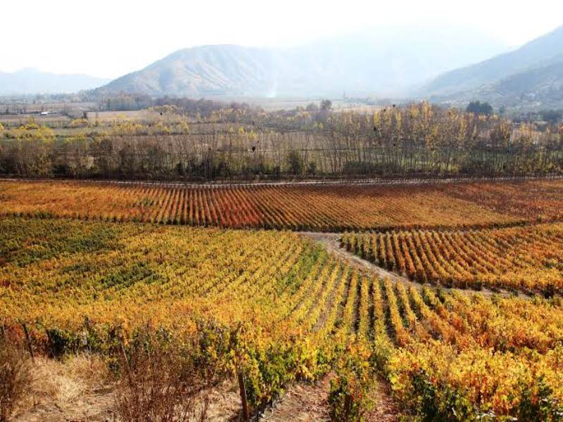 Itata valley mang khí hậu ôn hòa chịu ảnh hưởng của biển, cùng nền đất granit cổ rất đặc trưng