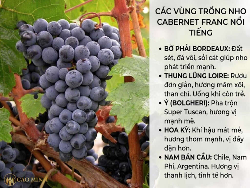 Nho Cabernet Franc được trồng ở nhiều nơi trên thế giới