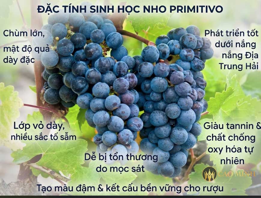 Nho Primitivo có lớp vỏ căng mọng và màu sẫm