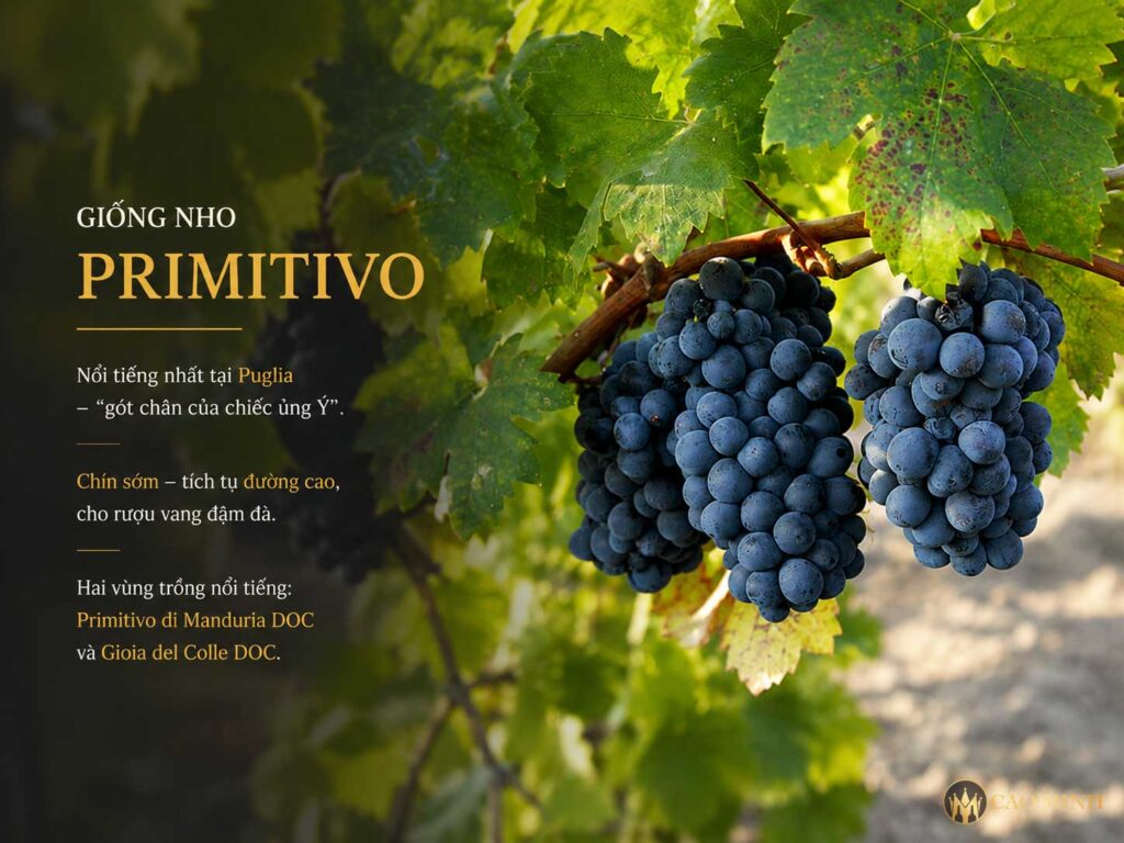 Puglia là vùng trồng nho Primitivo nổi tiếng