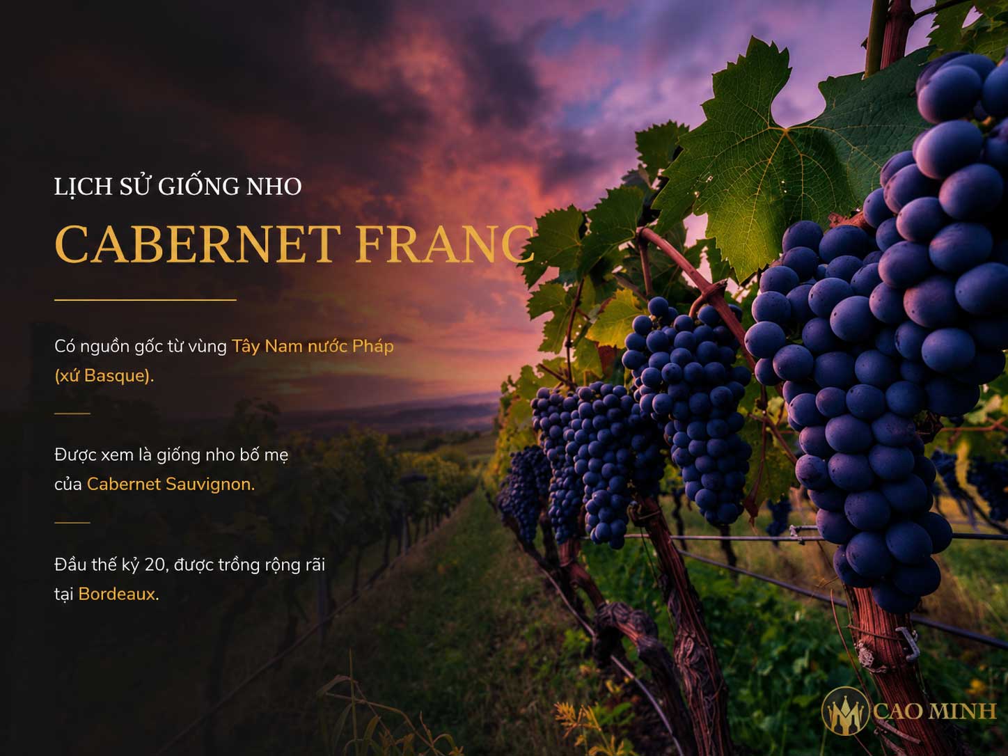 Tìm hiểu về giống nho Cabernet Franc lâu đời trên thế giới