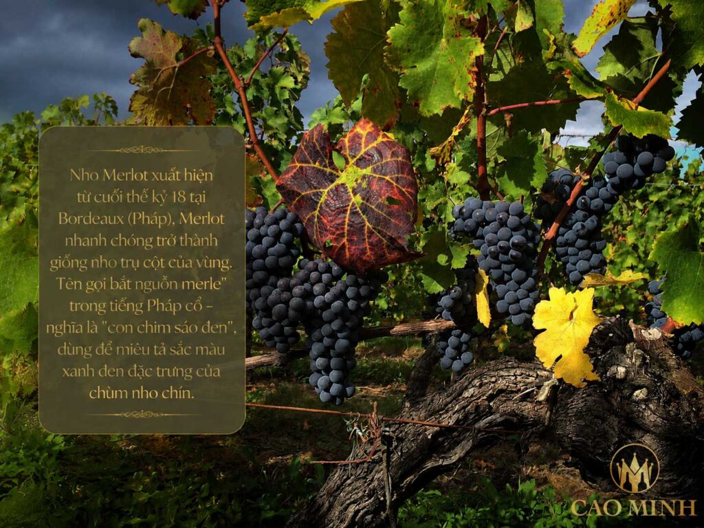 Nguồn gốc và lịch sử phát triển của nho Merlot