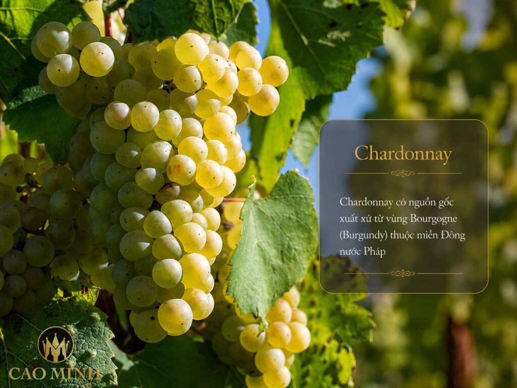 Nguồn gốc và lịch sử của giống nho Chardonnay