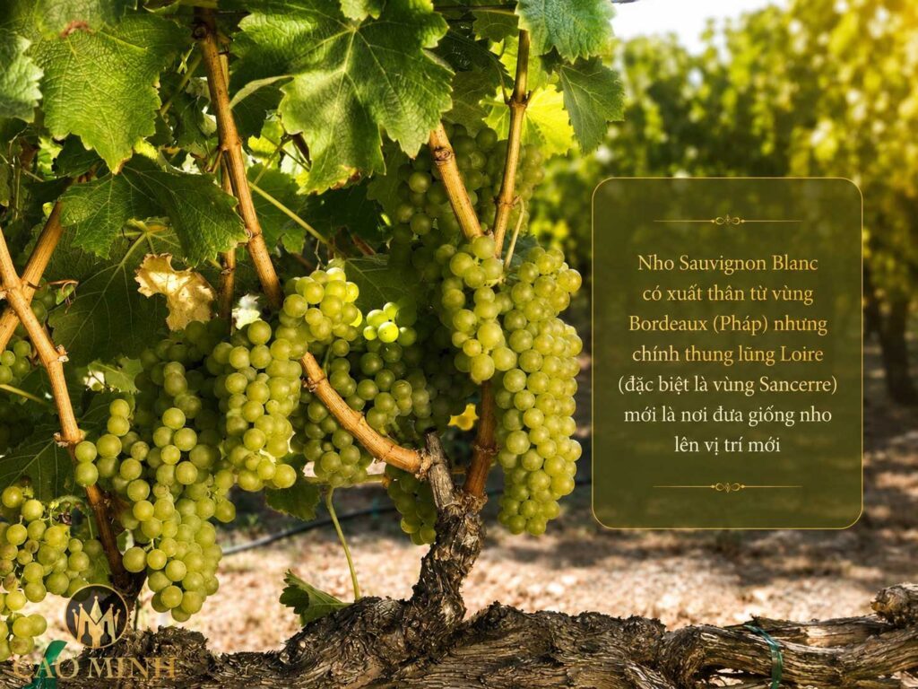 Nguồn gốc nho Sauvignon Blanc
