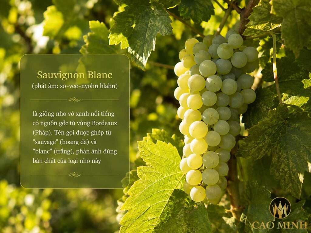 Sauvignon Blanc là gì?