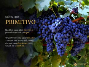 Tìm hiểu về giống nho Primitivo - Biểu Tượng Rượu Vang Nam Ý