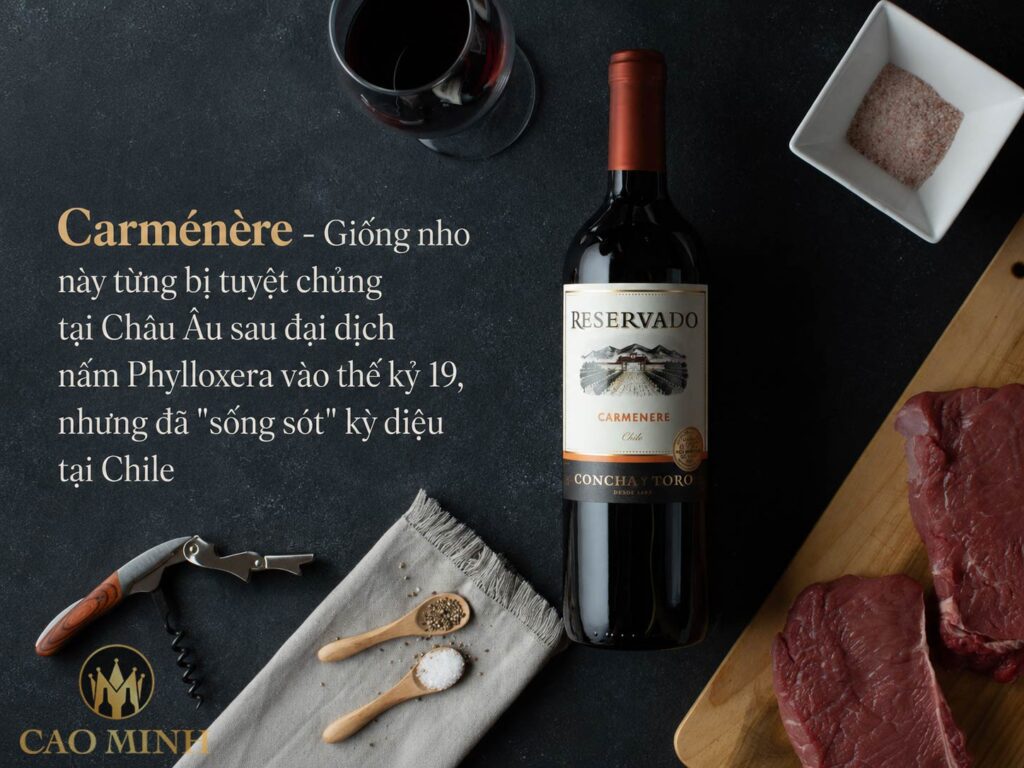 Giống nho Carménère