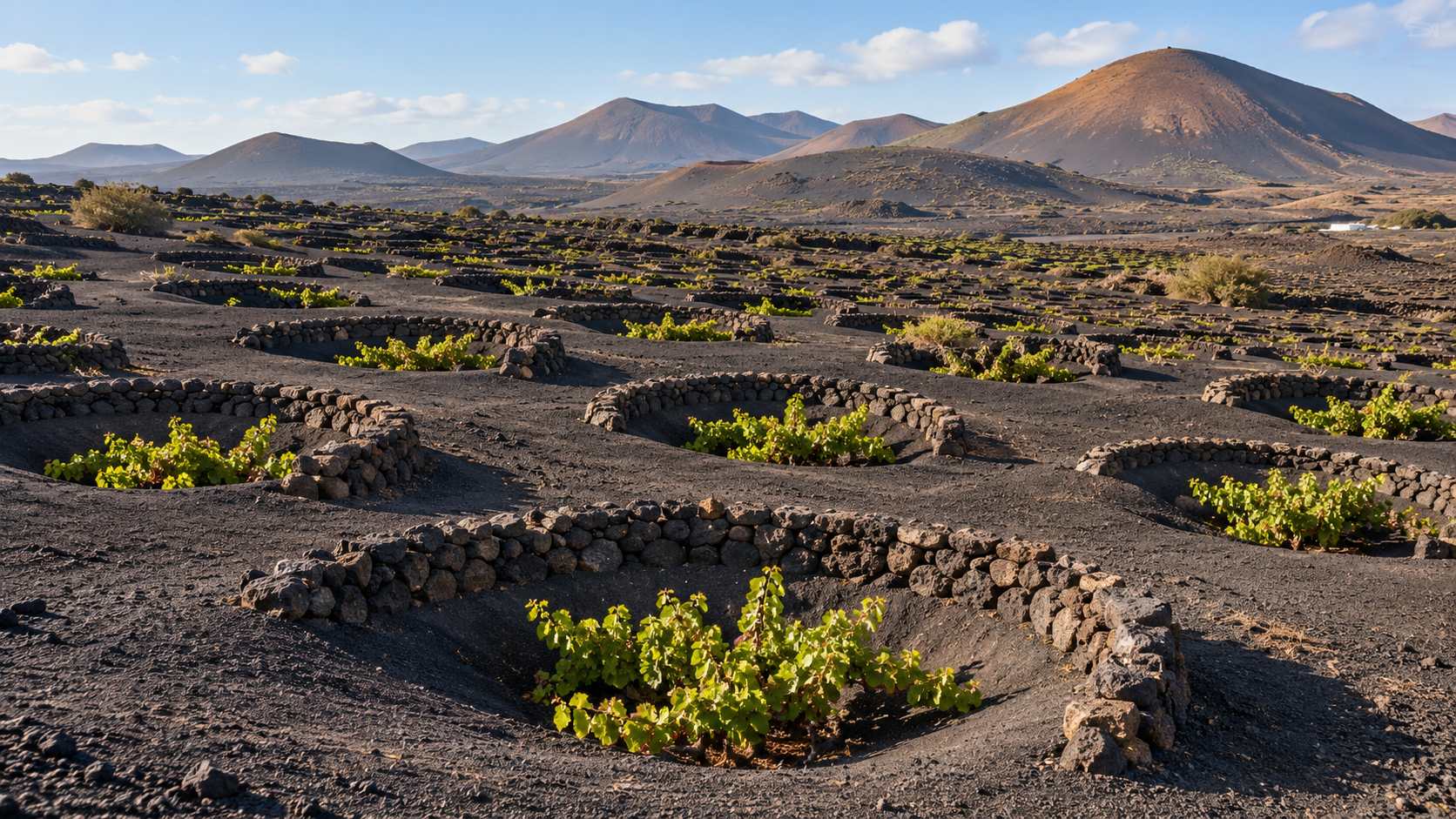 Vườn nho Lanzarote: Vì sao những cây nho được trồng trong hố đất núi lửa?